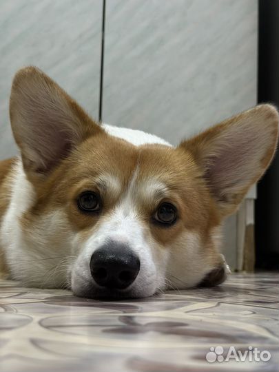 Вельш-корги пемброк вязка