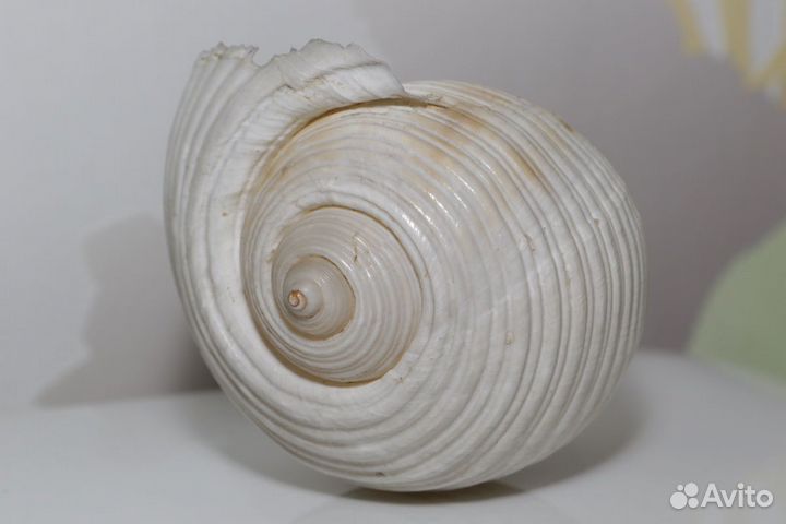 Морская раковина аквариум Тонна Танкервиллии