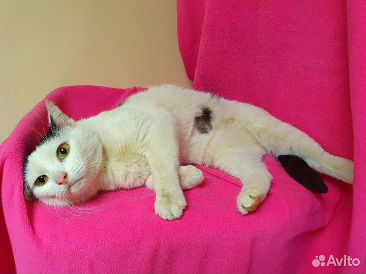 Кошка модного окраса ищет дом