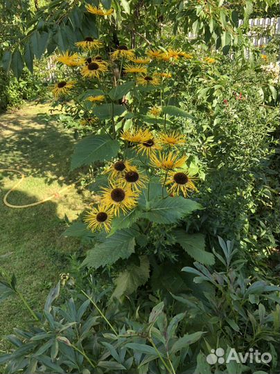 Многолетники