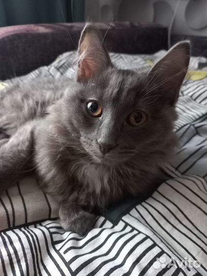 Котик 4 месяца