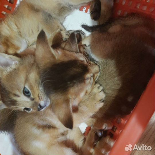 Котенок чаузи