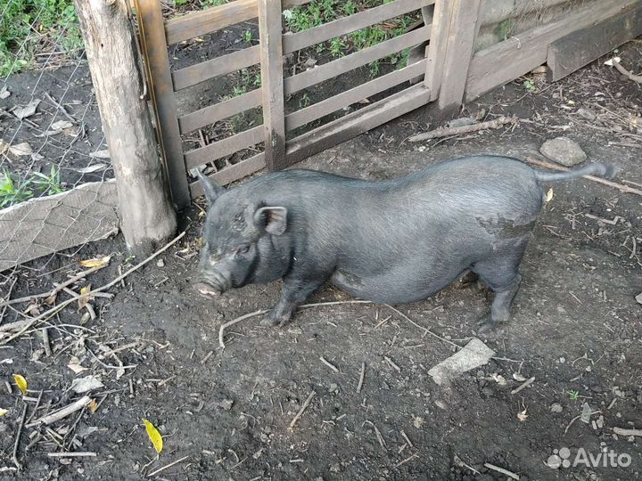Вьетнамск вислобрюхий поросенок,бык на племя