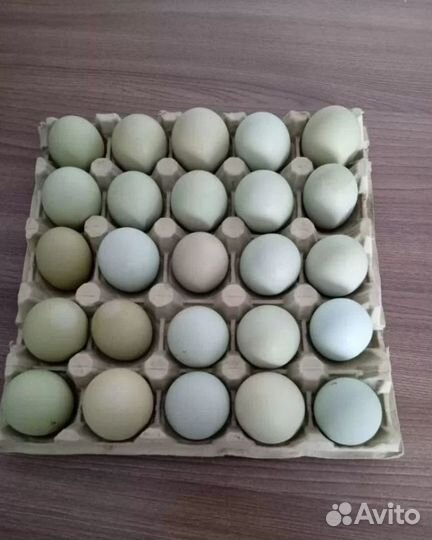 Инкубационные яйца на апрель