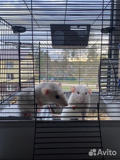 Крыса дамбо