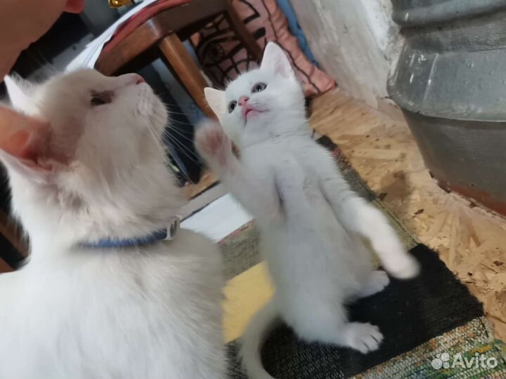 Белый котёнок