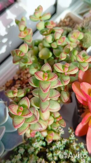 Суккуленты - крассулы, седум