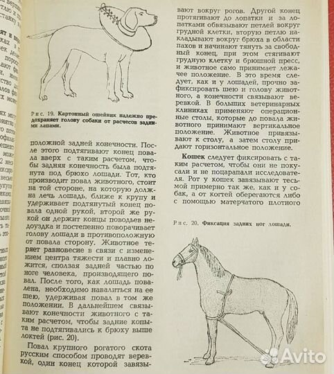 Домашний ветеринар, Петрухин