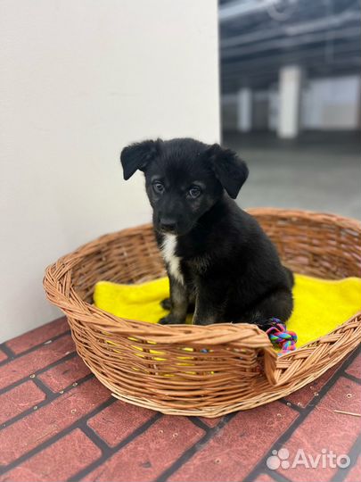 Щеночек в семью