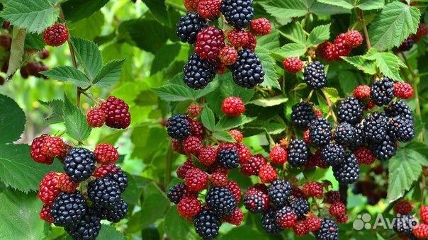 Саженцы сортовой крупноплодной ежевики