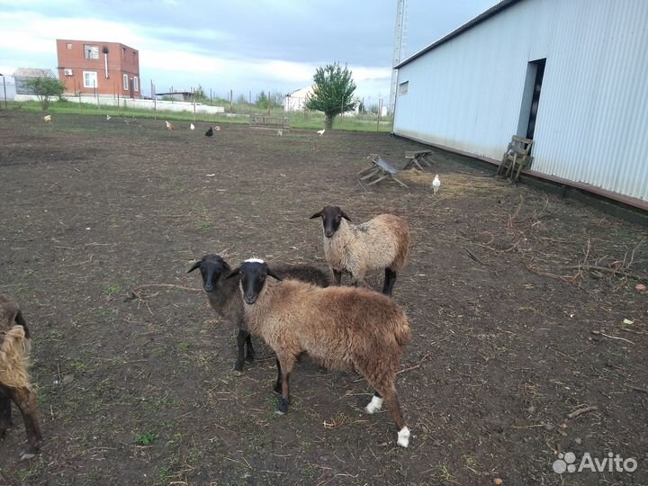 Овцы,ягнята