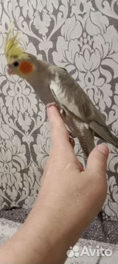 Птенцы корелла