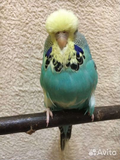 Волнистые попугаи и чехи, Кореллы