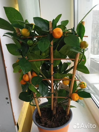 Лимон,Каламандин в горшочках с плодами