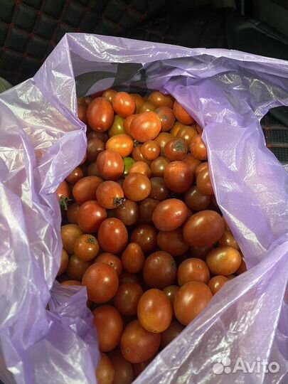 Помидоры домашние черри