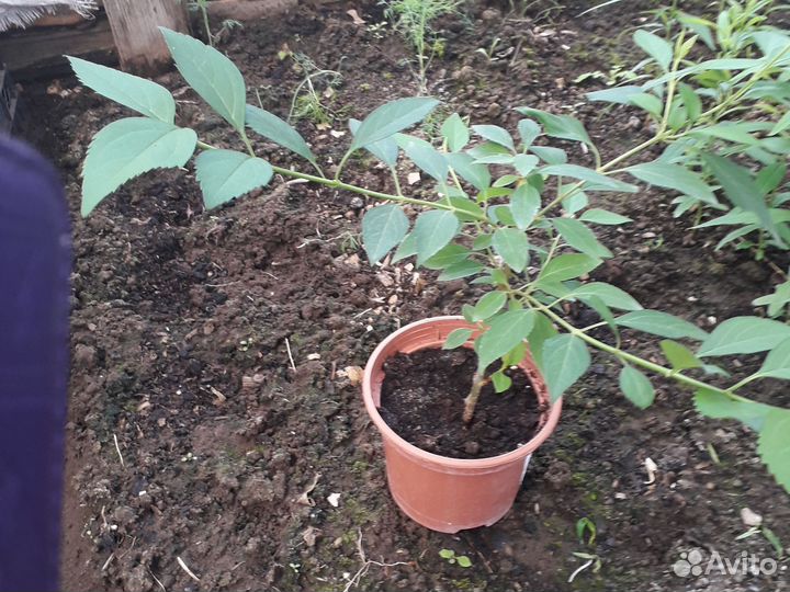 Саженец Фарзиции