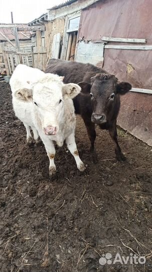 Телята телочки