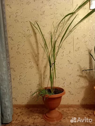 Финиковая пальма