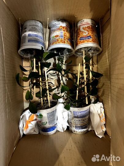 Мандариновое дерево для дома