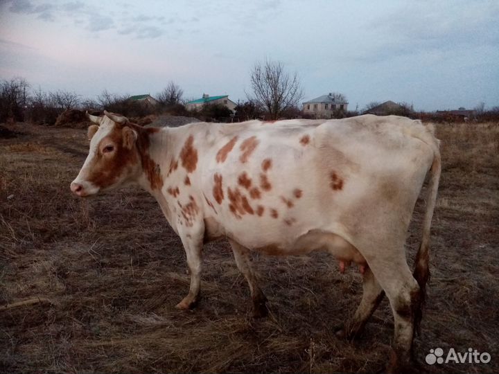 Продается корова