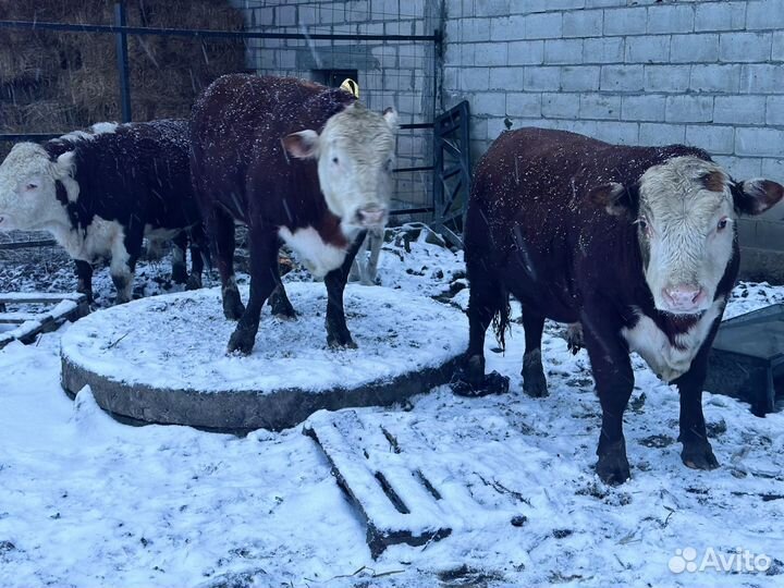 Бык герефорд на племя