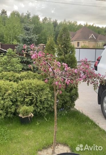 Яблоня декоративная зонтичная