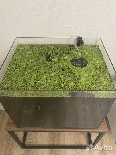 Растения для аквариума, прополка