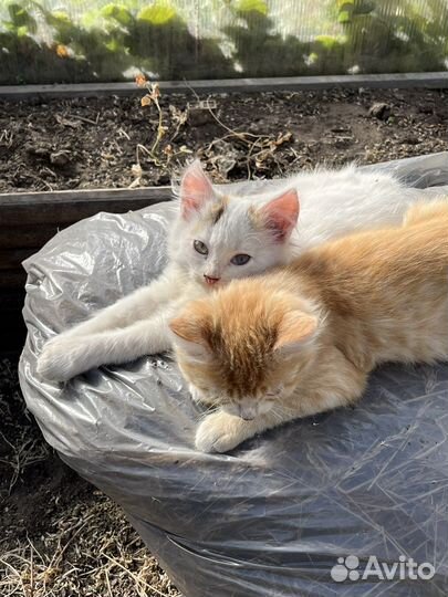 Котята в добрые руки