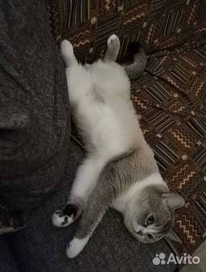 Кот на вязку