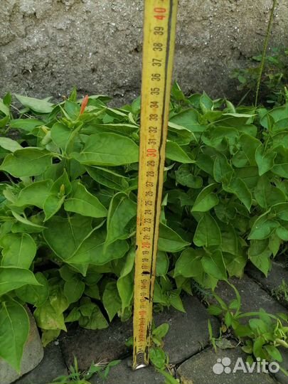 Мирабилис (ночная красавица)