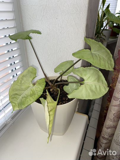 Сингониум серебрянная жемчужина