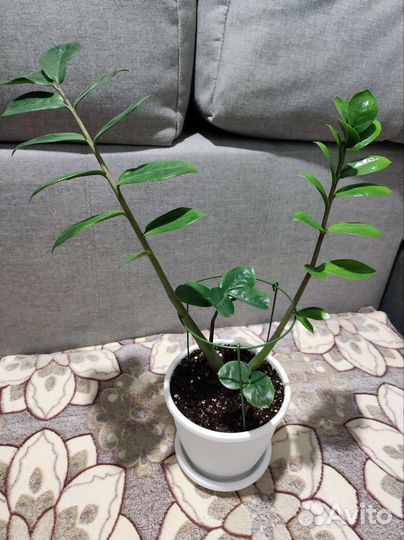 Замиокулькас