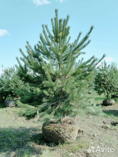 Сосна Норвежская