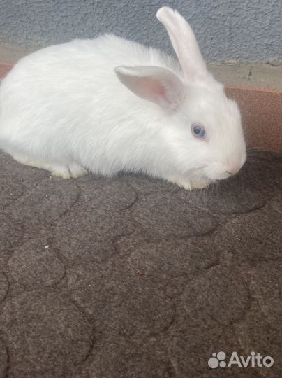 Крольчата гермелин