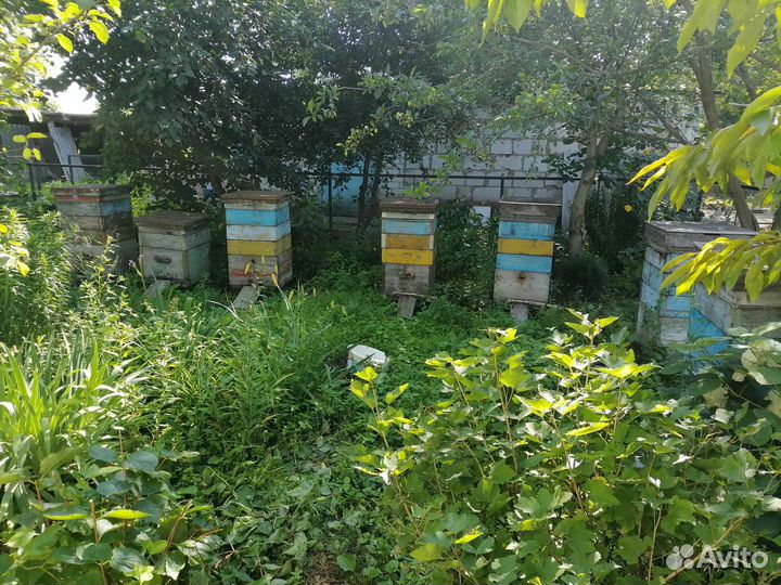 Пчелы и улья