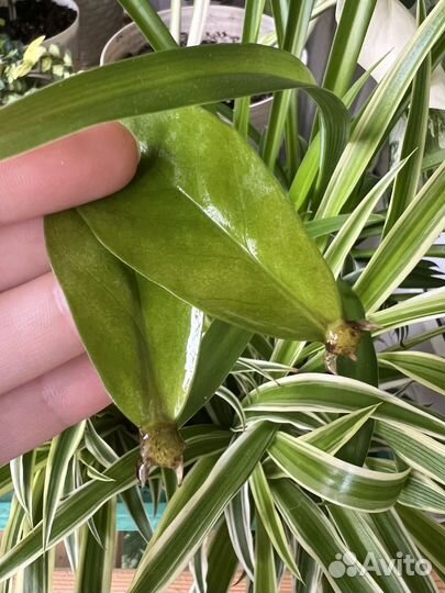 Замиокулькас