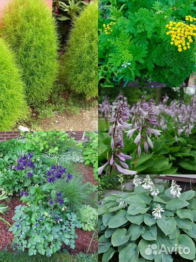 Многолетники цветы для сада