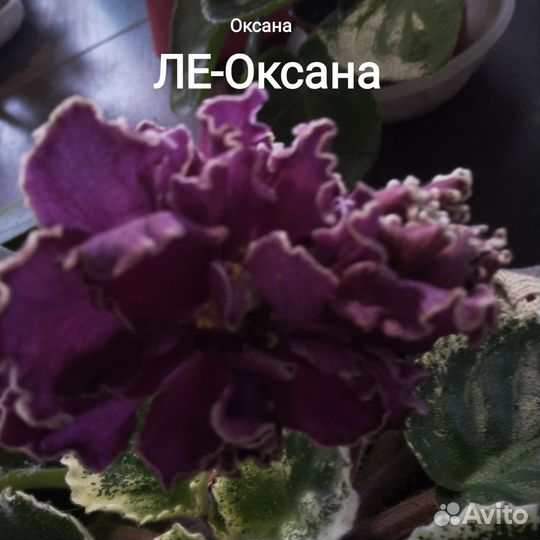 Продам фиалки