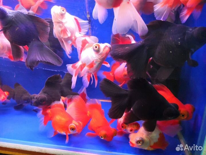 Золотая рыбка телескоп риукин ранчу оранда