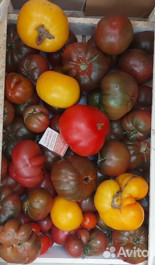 Помидоры свежие домашние