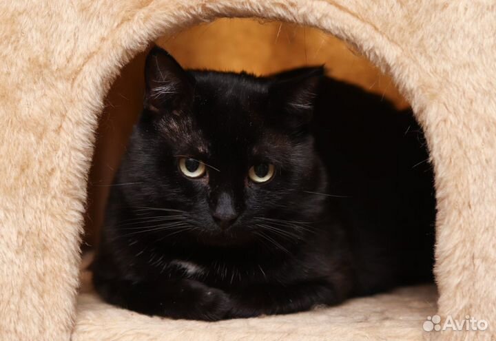 Черный кот