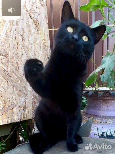 Котики бесплатно в добрые руки