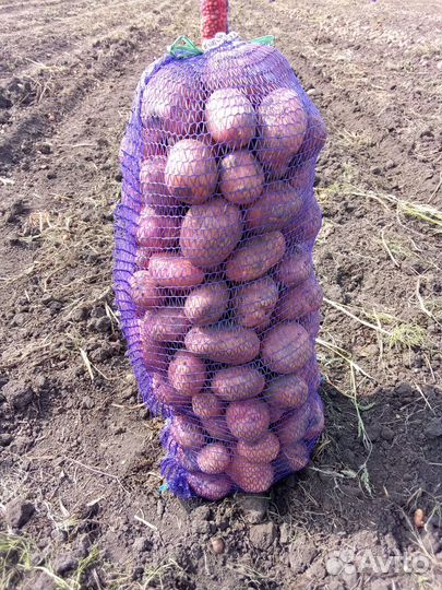 Белароза,редледи,аврора,королева анна