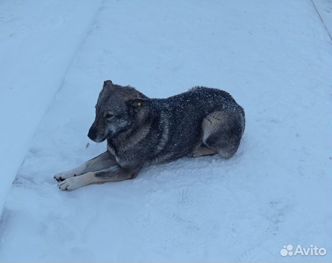 Собака в добрые руки