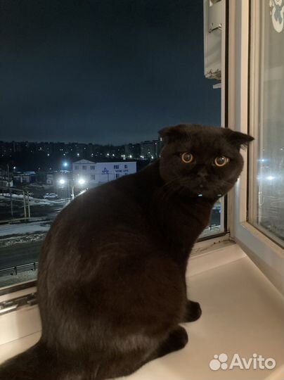 Случка кот британец