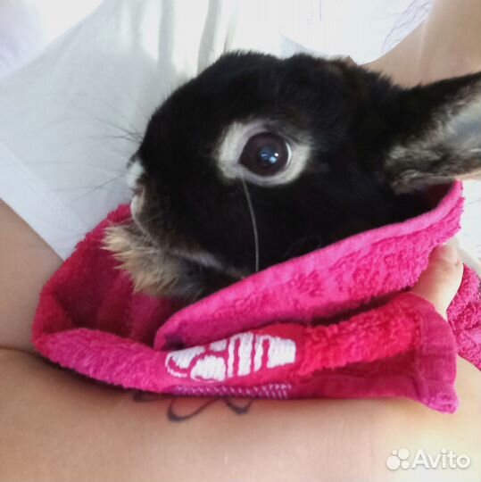 Кролик огневка