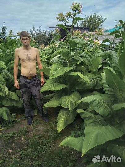 Рассада. Семена. Табака и Махорки