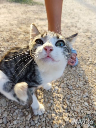 Домашнее животное