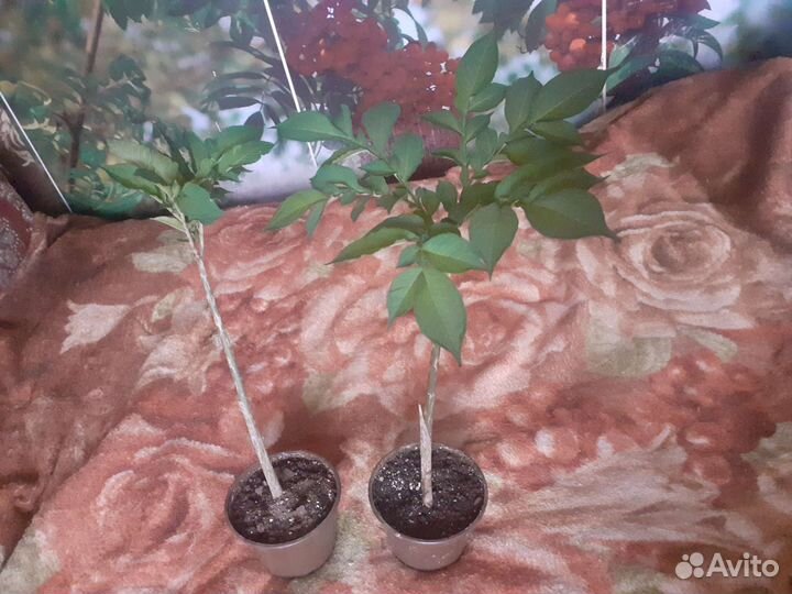 Аморфофаллус