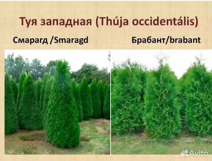 Туя саженцы